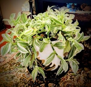 Live Plant Cutting Pistachio White Spiderwort